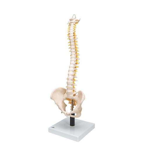 mini spine model with inter vertebral discs size 40 cms