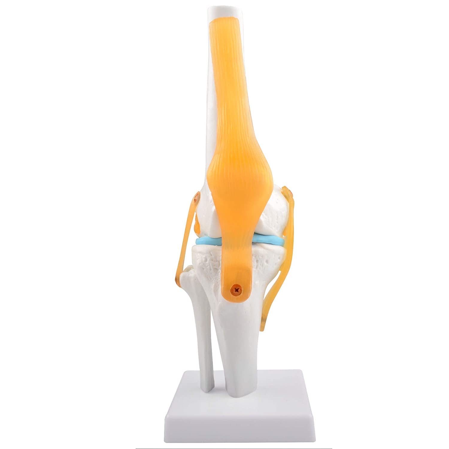  human knee joint anatomical model