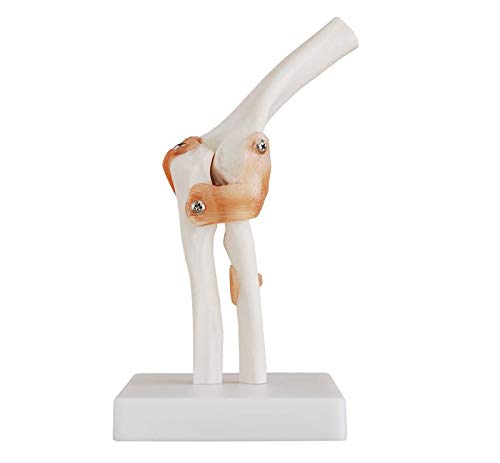 elbow joint anatomical model