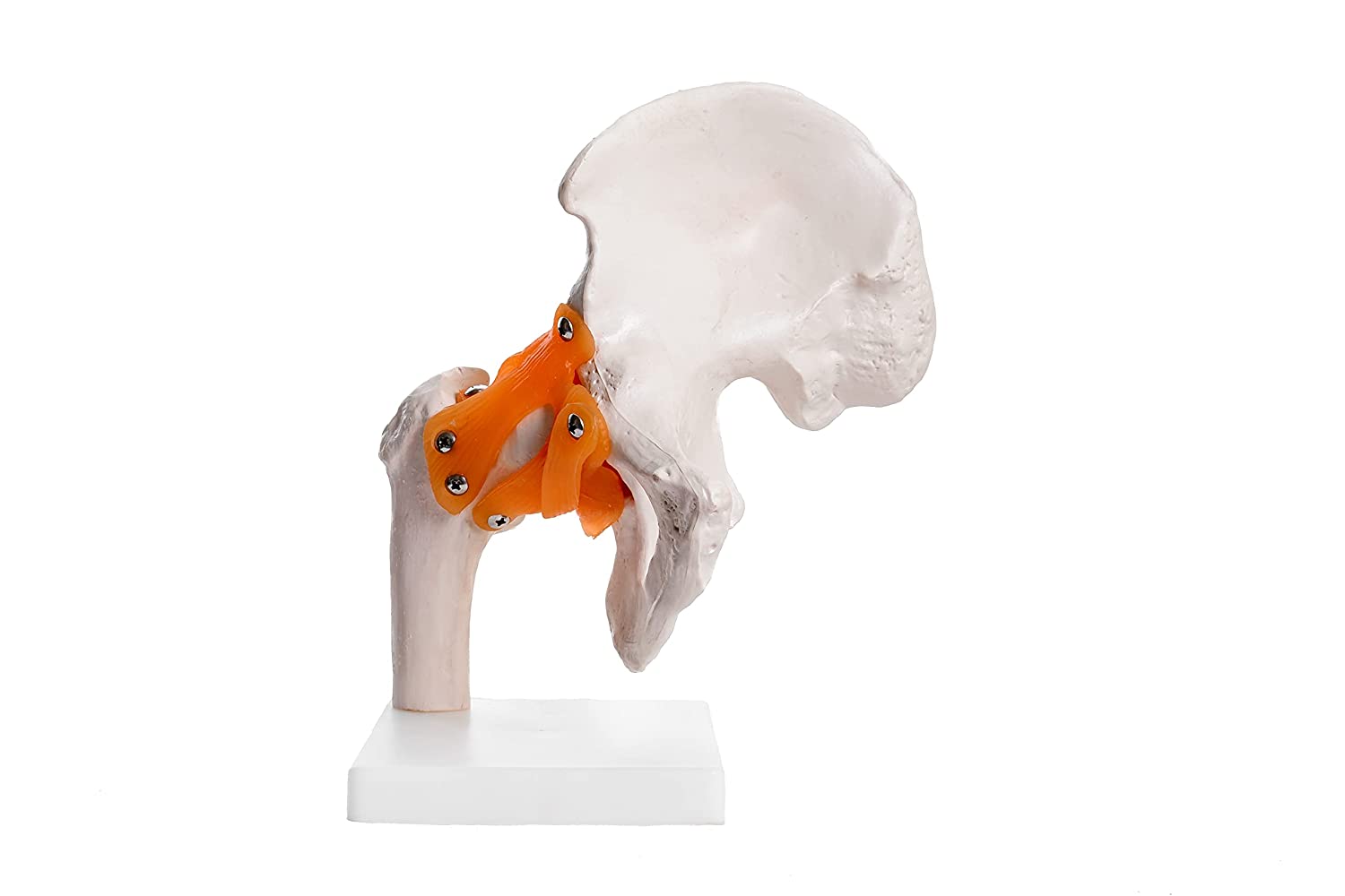 Hip Joint Model with Ligaments (Life Size)