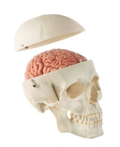 skull model with 8 part brain