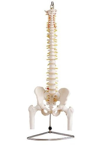 vertebral column with pelvis & femur head (Life Size 85cm)
