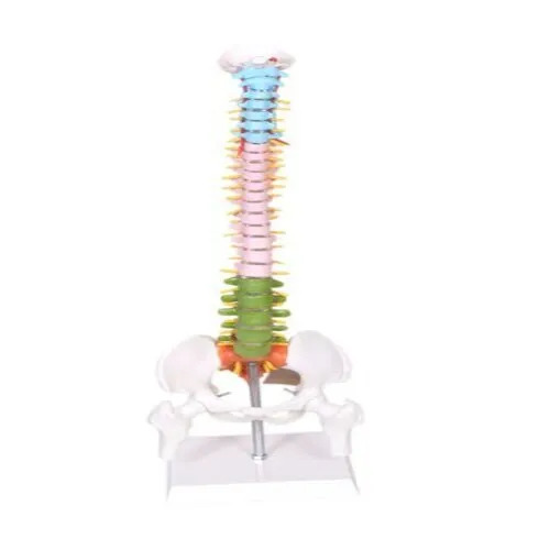 mini coloured spine 45cm tall anatomical model 