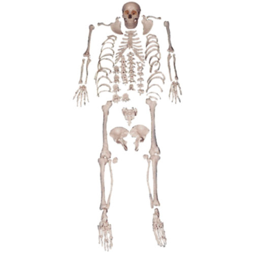 human skeleton 200 bones for medical students