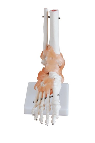  Foot Joint Anatomical Model 
