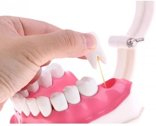 dental care anatomical model