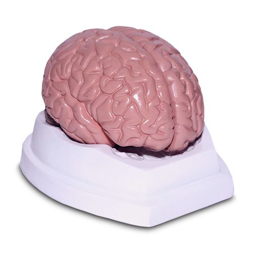 2 parts brain anatomical model