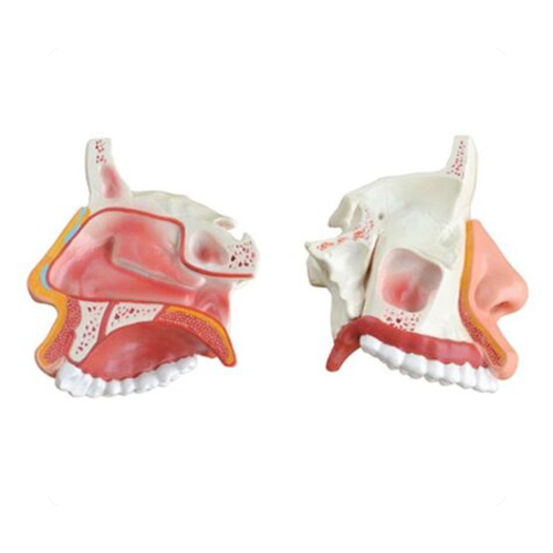 anatomical nasal cavity model”/><p itemprop=