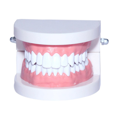 adult gum teeth anatomical model