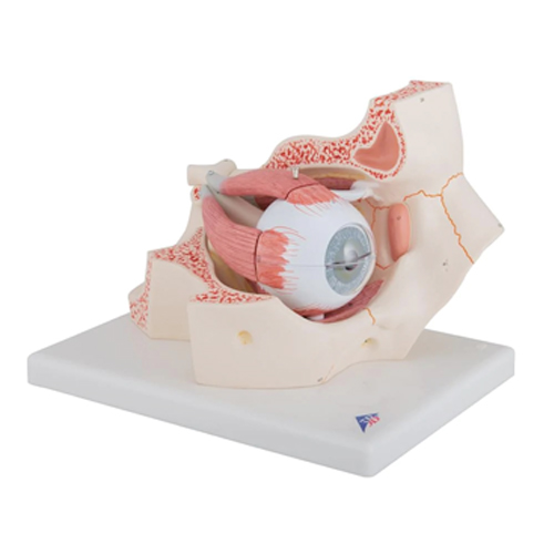  eye with orbit anatomical model
